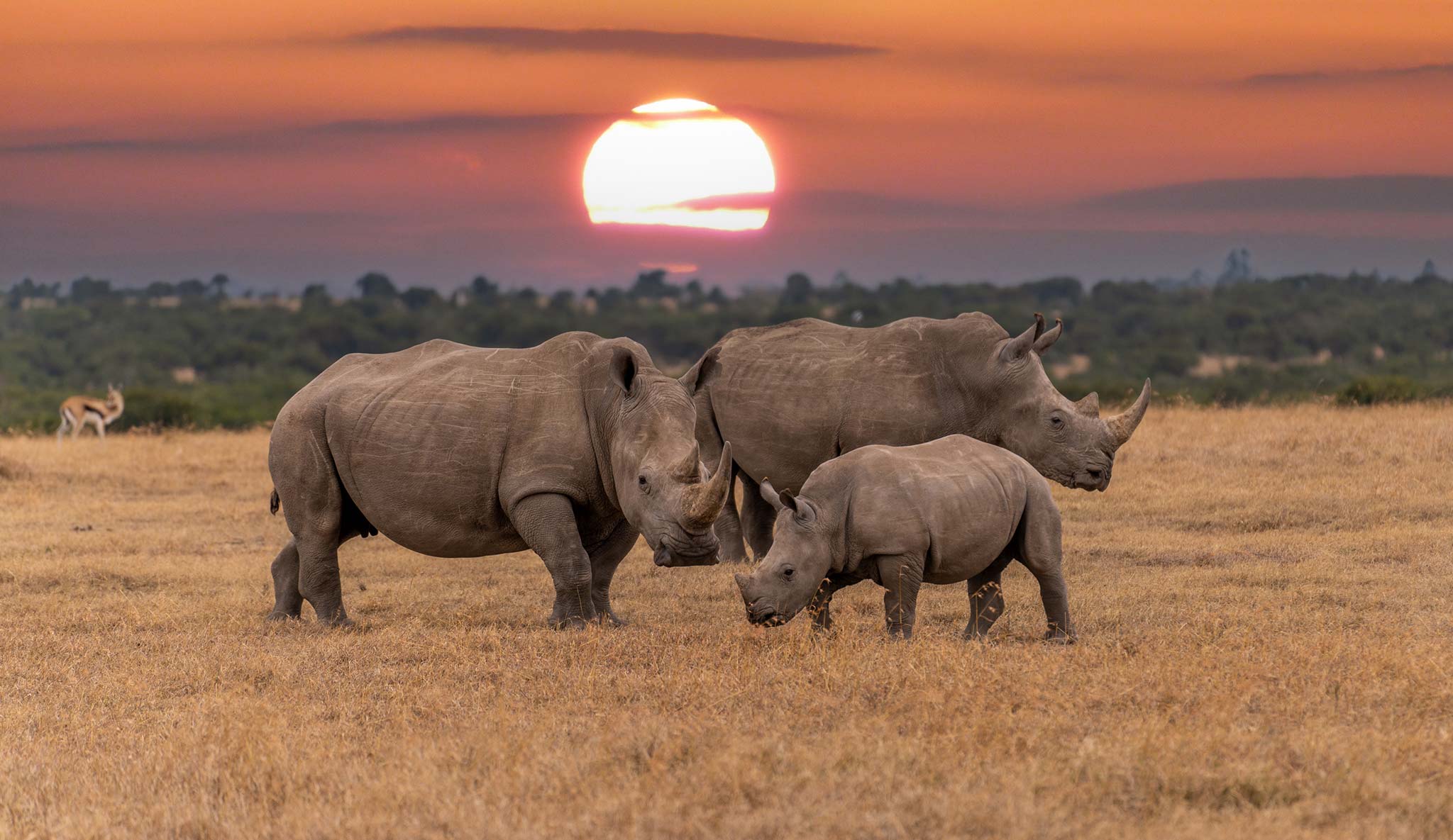 Rhinos roaming Khama Rhino Sanctuary at sunset