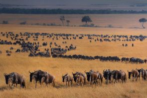 Herd of Wildebeest