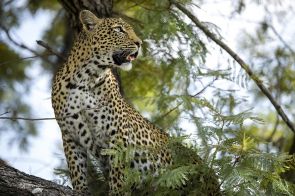 Silvan Safari wildlife Leopard