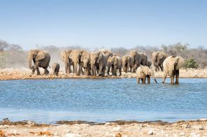 Herd of Elephants in Etosha National Park