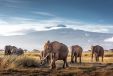 Elephants in front of Mount Kilimanjaro