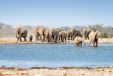 Herd of Elephants in Etosha National Park