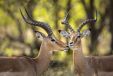 Male Impala in Khwai River