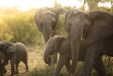 Silvan Safari game drive Elephants