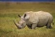 Rhino In Tanzania Park