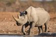 Black Rhino in Etosha National Park