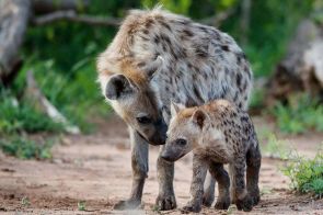 Hyena pup playing in den in Sabi Sands Game Reserve