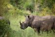 Silvan Safari game drive Rhinos