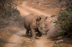 Rhino on road in Kwandwee