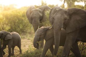 Silvan Safari game drive Elephants