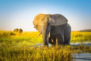 Elephant in Okavango Delta