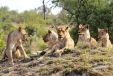 Family of lions in Sabi Sands Game Reserve