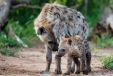 Hyena pup playing in den in Sabi Sands Game Reserve