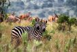 Akagera National Park - Rwanda