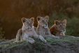 Close up of three resting Lionesses