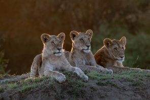 Close up of three resting Lionesses