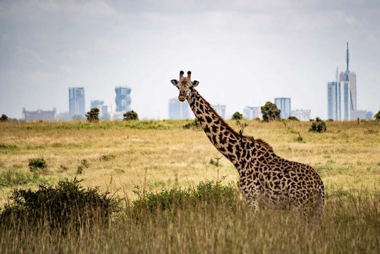 Giraffe in Nairobi