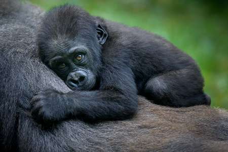 Primates and Pampering: Luxury Gorilla Trekking Tour in Rwanda