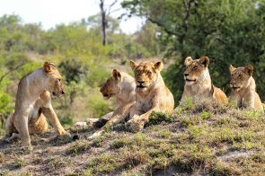 Family of lions in Sabi Sands Game Reserve