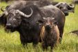 Buffalo in the grass in Serengeti National Park